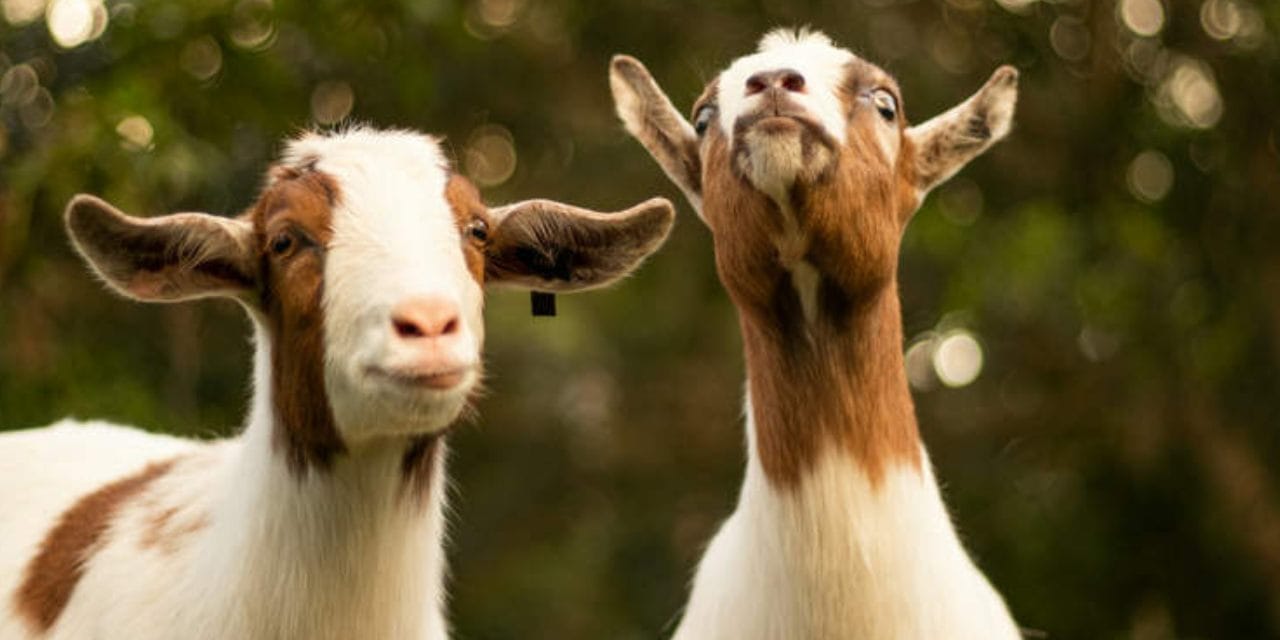 Tek bir damla bile tatlı su kaynağı yoktu! 250 yıl yaşadılar