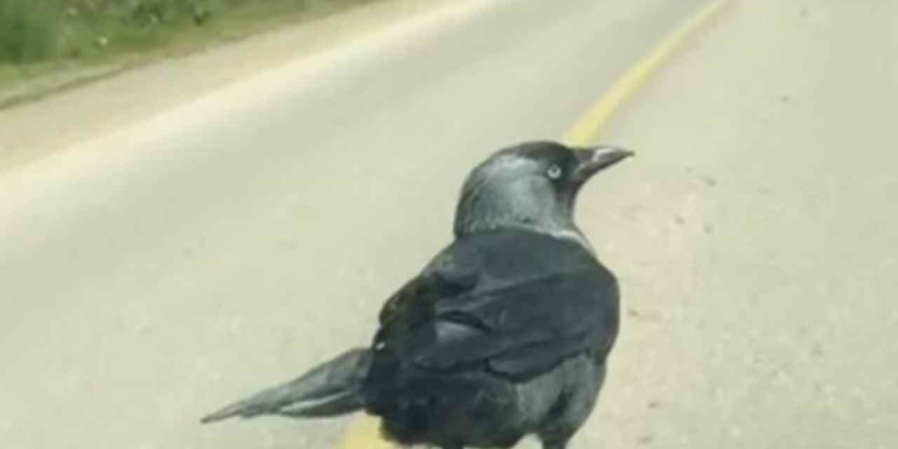 Bir okşayışla başlayan dostluk: Karga çiçekçiyi bırakmadı