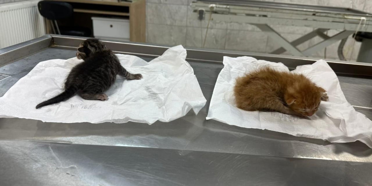 Kalbi duran kedi yavruları süt anneyle hayata döndü
