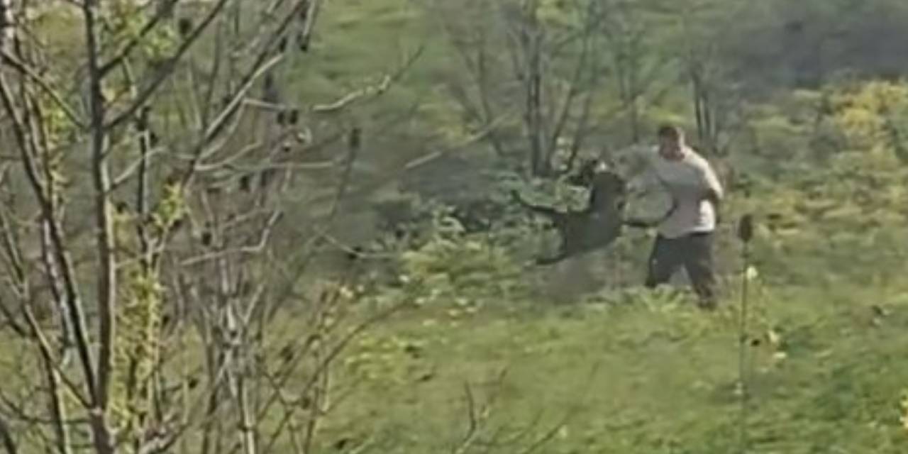 Avcılar'da köpeğe işkence: Kemerle dövüp havaya savurdu!