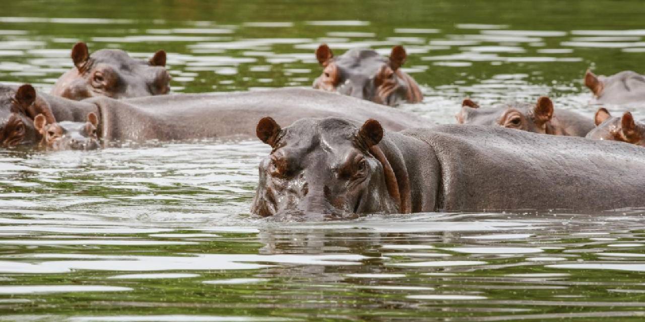 Ülkeye Escobar getirmişti! Kolombiya'da 80 su aygırı öldürülecek