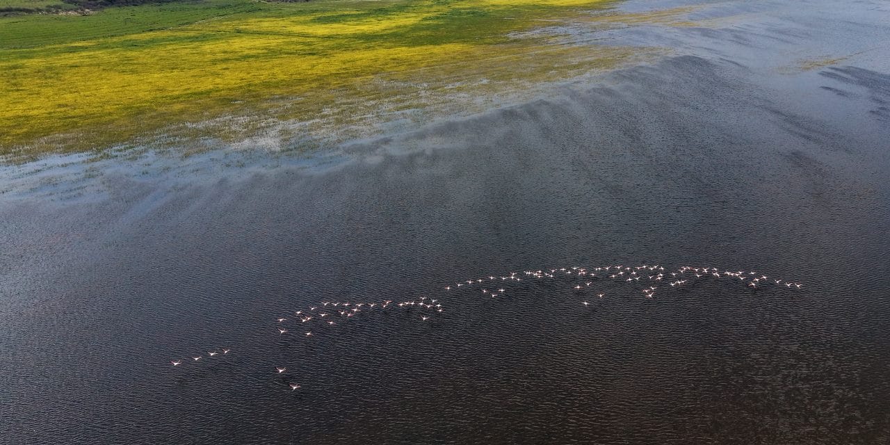 Bir zamanlar yok olmuştu: Şimdi suyla beraber geri geldi