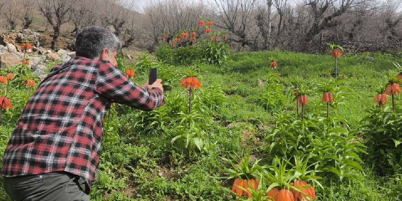 20 gün ömürleri var! Ağlayan Gelin'in fotoğrafını çekmek için dağ yamaçlarına tırmanıyorlar