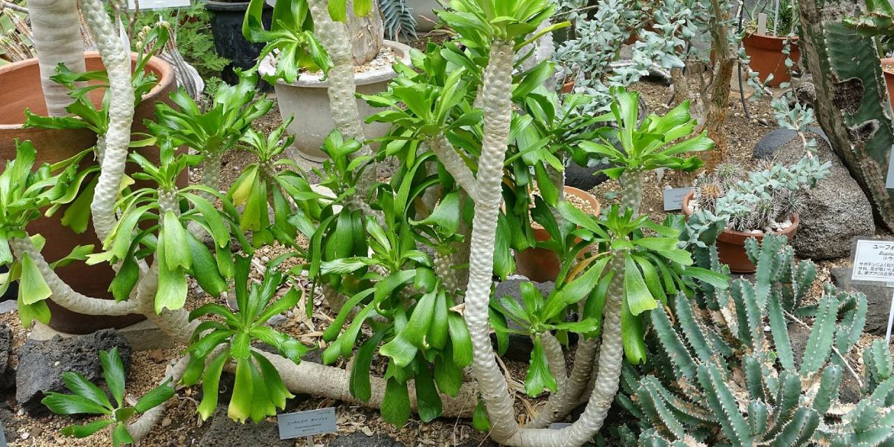 Biberler yanında su gibi kalıyor: Tek bir teması bile sinirleri öldürüyor