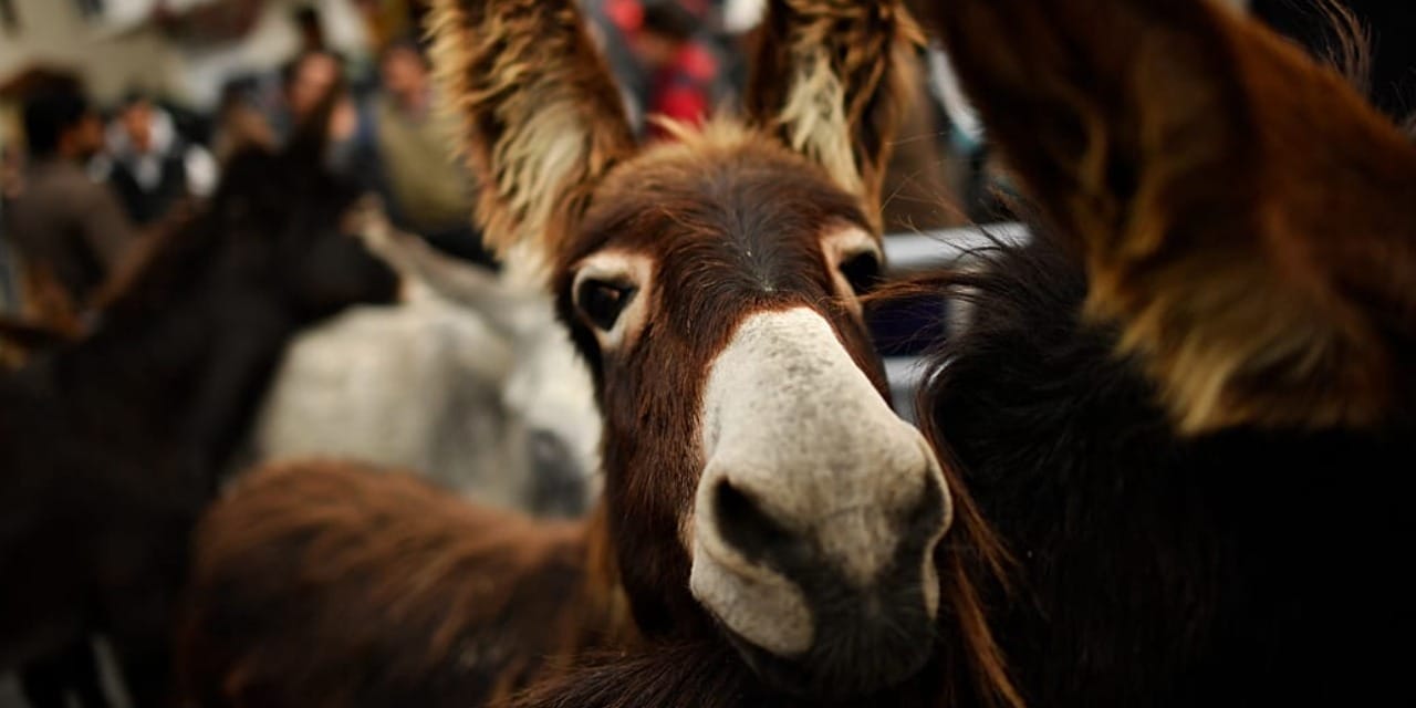Günde 7 saat karın tokluğuna çalışıyorlar!