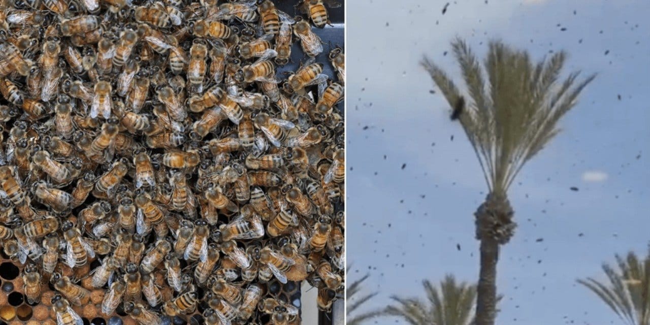 İsrail arılara teslim oldu