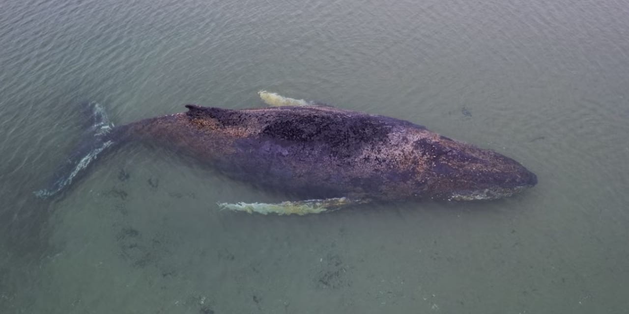 Bir ülke nefesini tuttu bu ölümü izliyor: Siyaseti bile birbirine kattı!