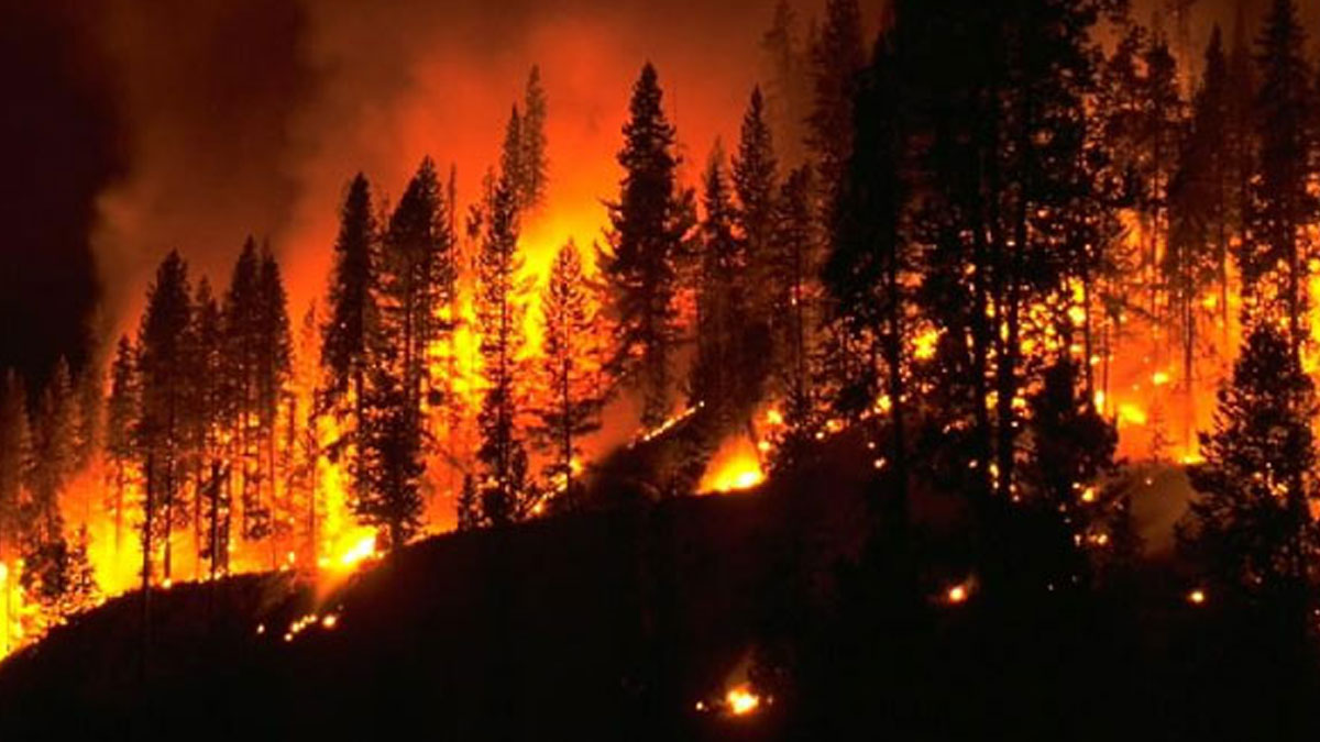 Bilim insanlarından orman yangınlarını önleyebilecek sprey
