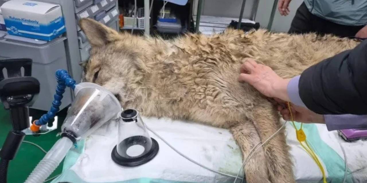 9 günlük kaçış sona erdi! Kore kurdu sağ olarak yakalandı