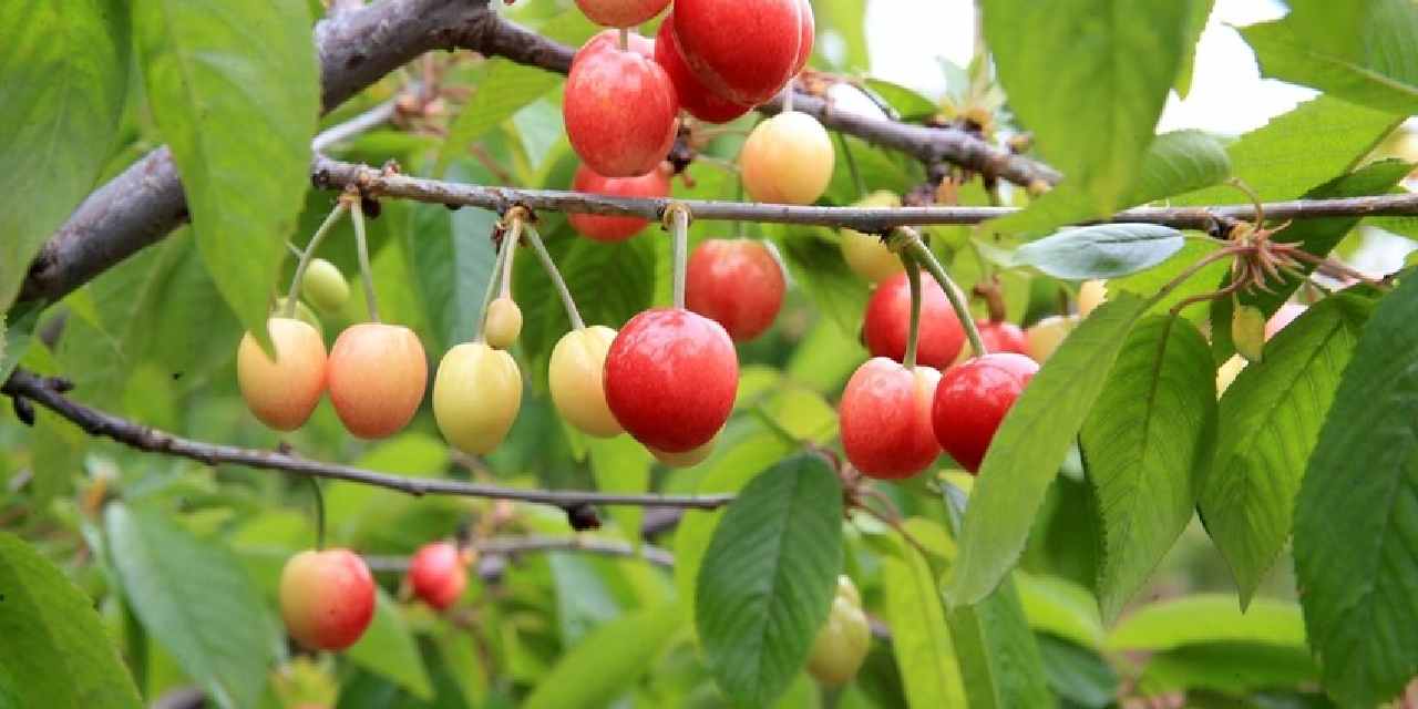 Manisa'da yılın ilk hasadı yapıldı! Kilosu 6 bin TL'den satıldı