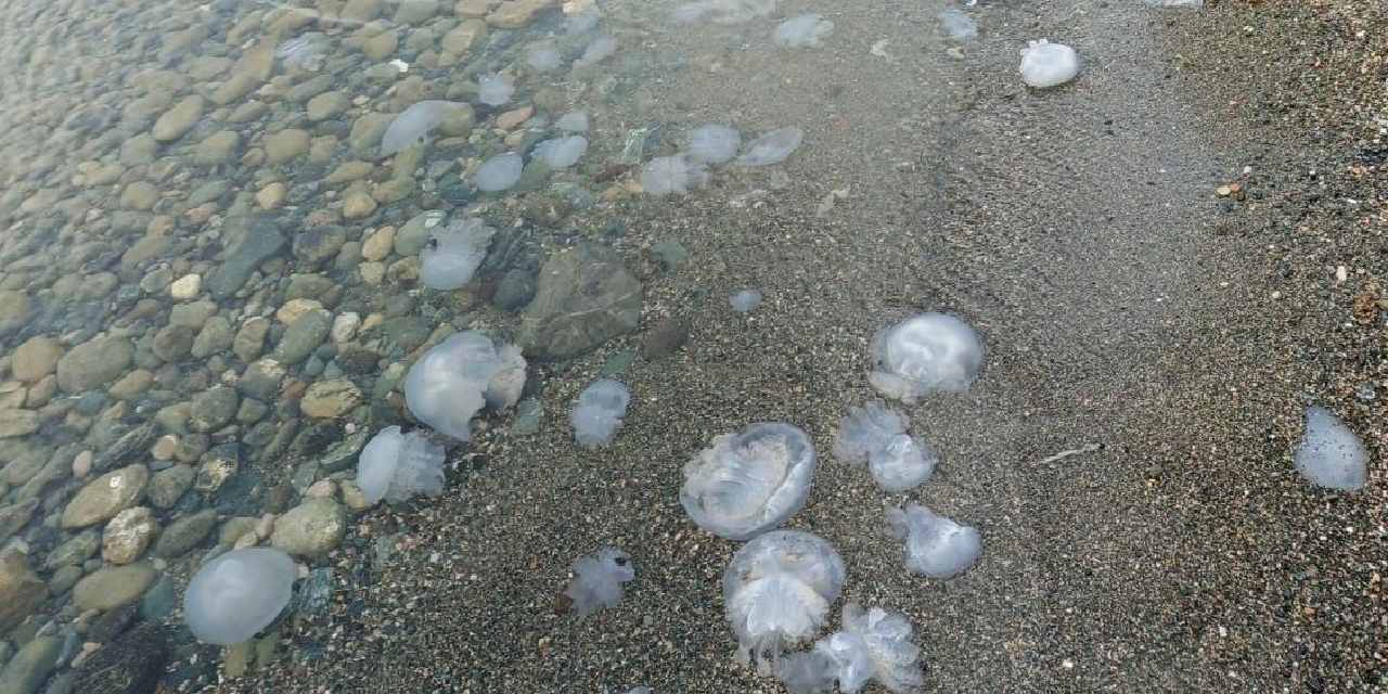 Sahili istila ettiler! Dokunmayın uyarısı yapıldı