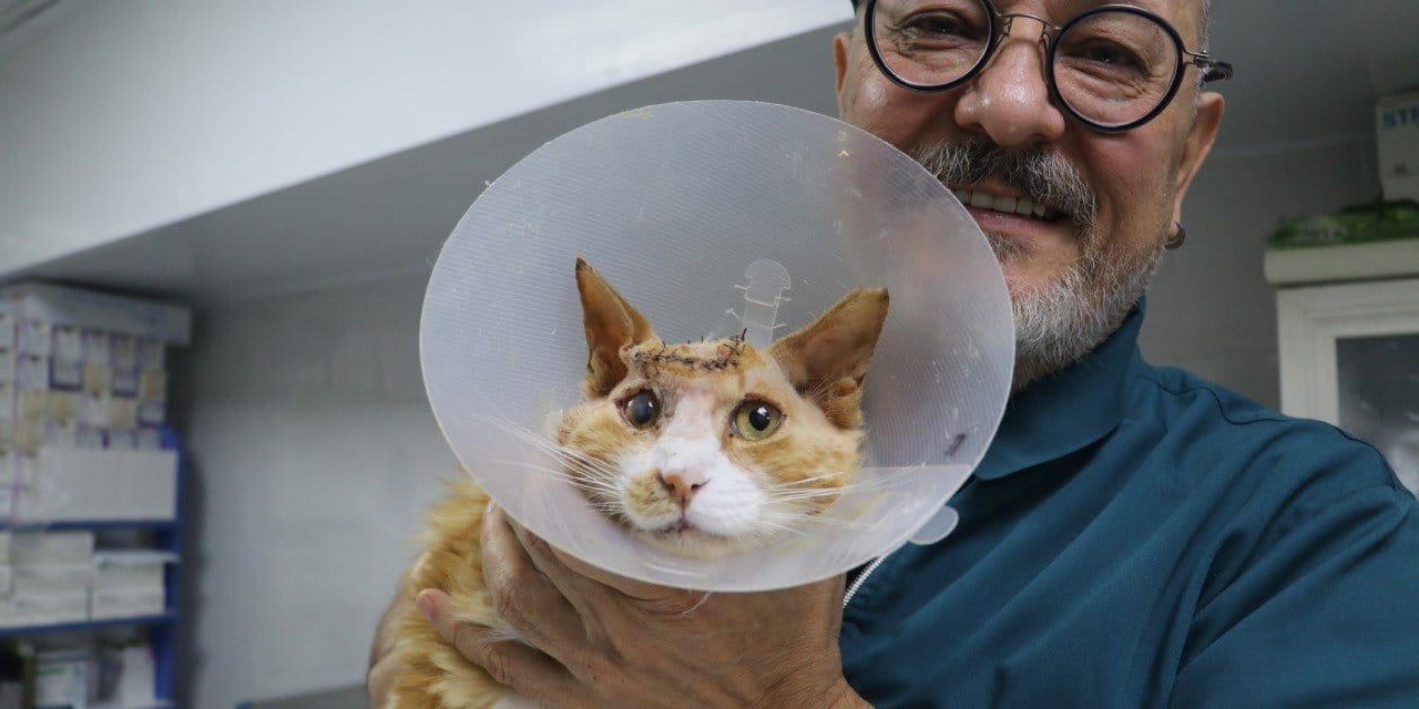 Sokaktaki canı dayanışma yaşattı: Kafatası delik kedi için seferber oldular!