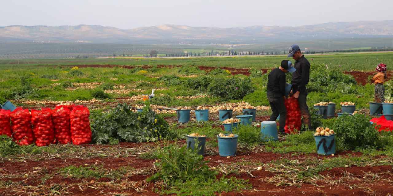 Çuval çuval topluyorlar! Hasadı 45 gün sürecek