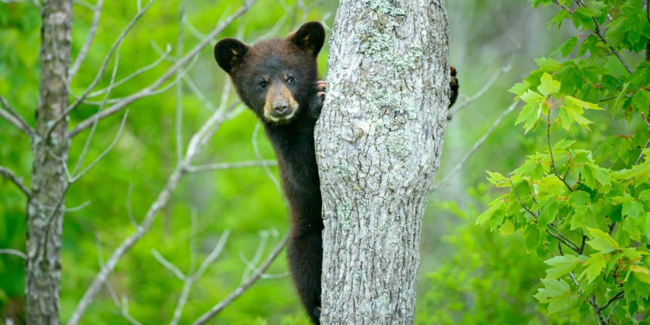 1800'lerde yok olmuşlardı: Ormanlar büyüdü, dev aileler geri döndü