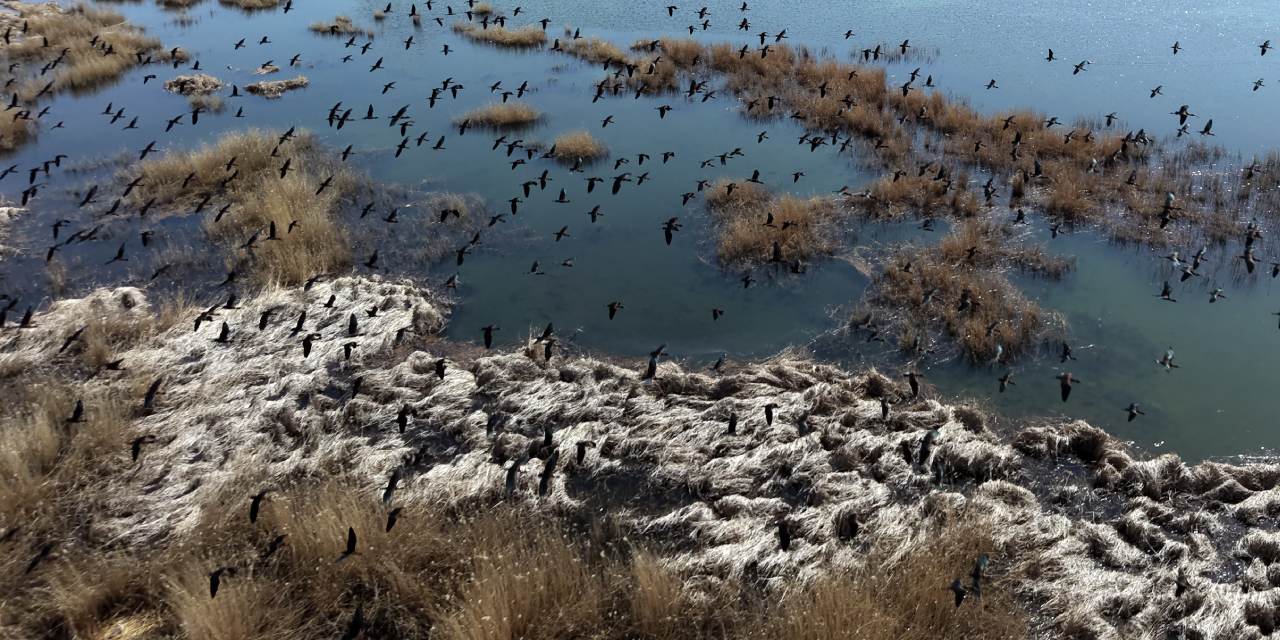 Kuşlar buraya akın akın geliyorlar: Derinliği tam iki metreyi buluyor