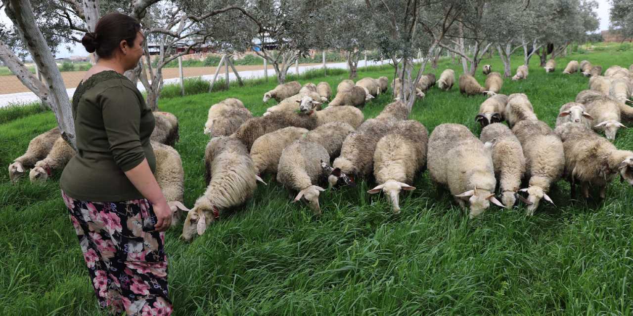 Ev hanımlığından çiftlik kurmaya: Bir kuzuyla başladı 165’e ulaştı!