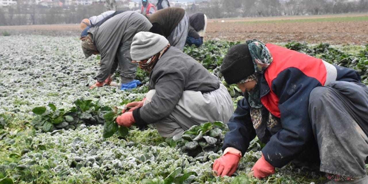Çiftçinin yeni altın madeni: Bir kez ekiliyor 20 kez toplanıyor