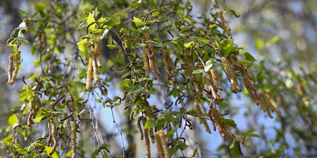 Mevsimler tam bir ay kaydı: Polen yoğunluğu yüzde 70 arttı!