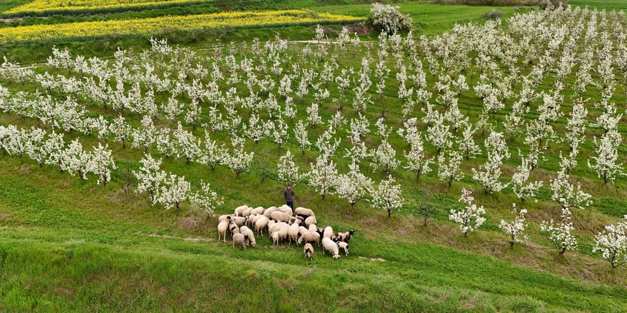 Kanola ve meyve ağaçları birbirine karıştı: Fotoğrafçılar Kuştepe’ye koşuyor