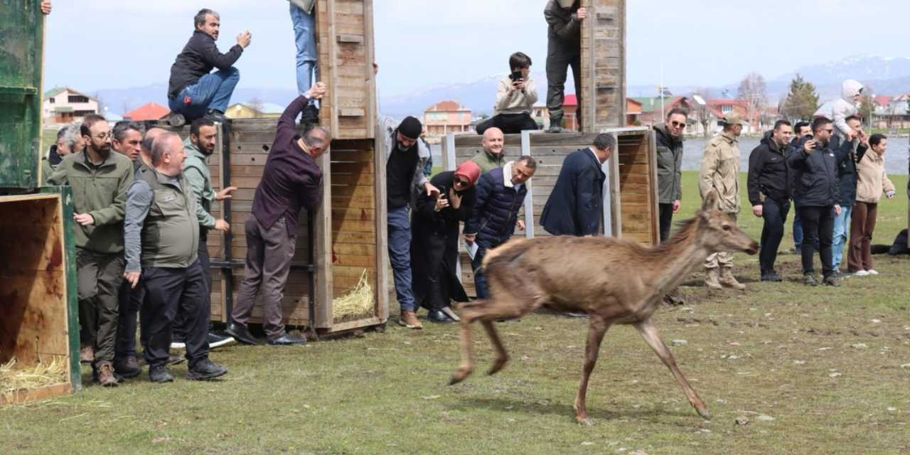 16 kızıl geyik doğaya salındı