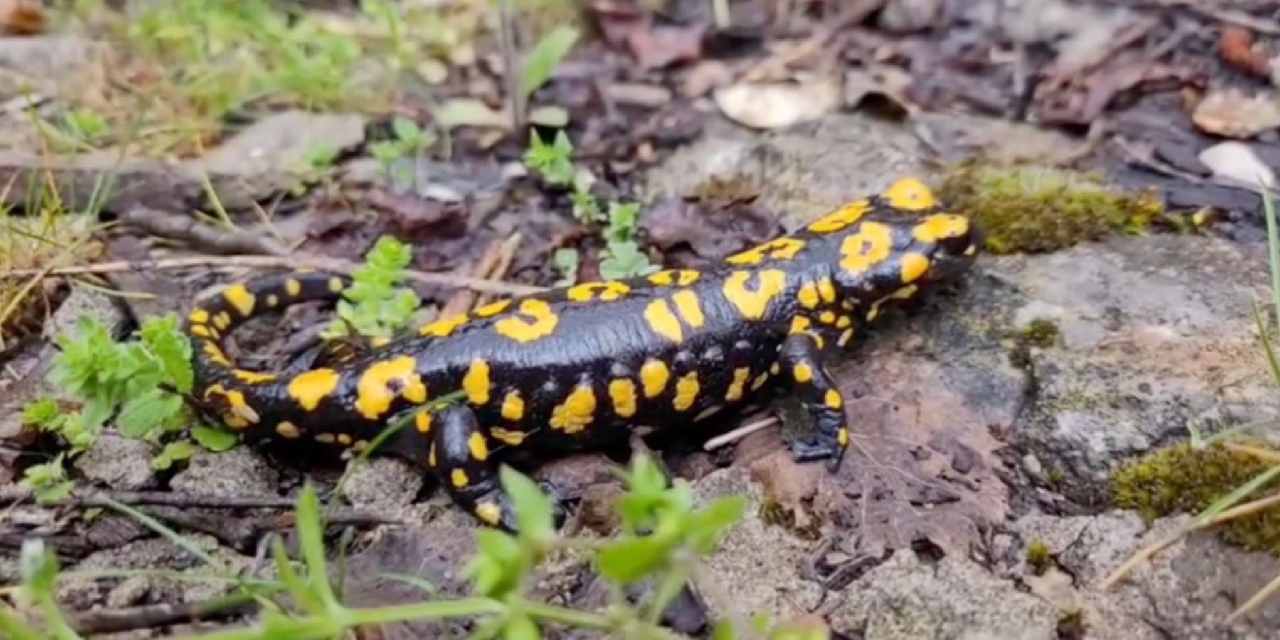 Nesli tükenmek üzere! Erzincan’da ortaya çıktı