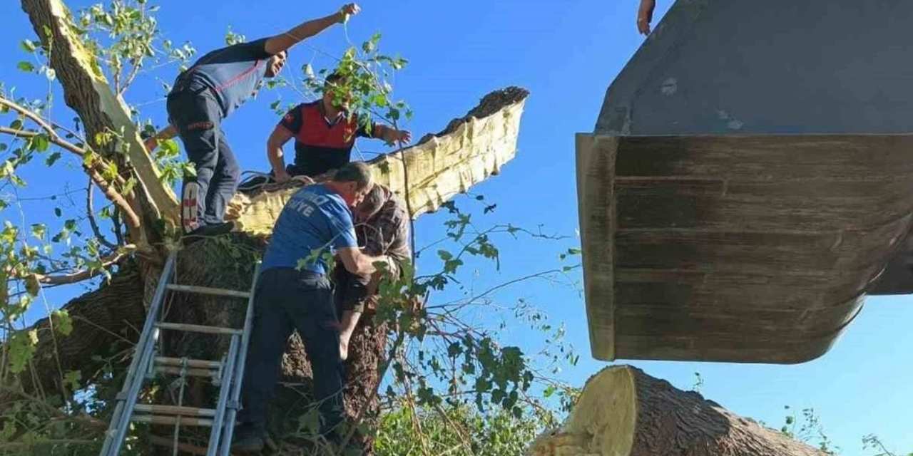 Kestiği ağacın altında kalarak can verdi!