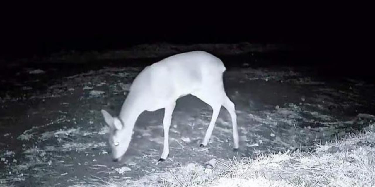 Fotokapandan kaçamadılar: Karaca, kurt ve porsukları saniye saniye yakaladı