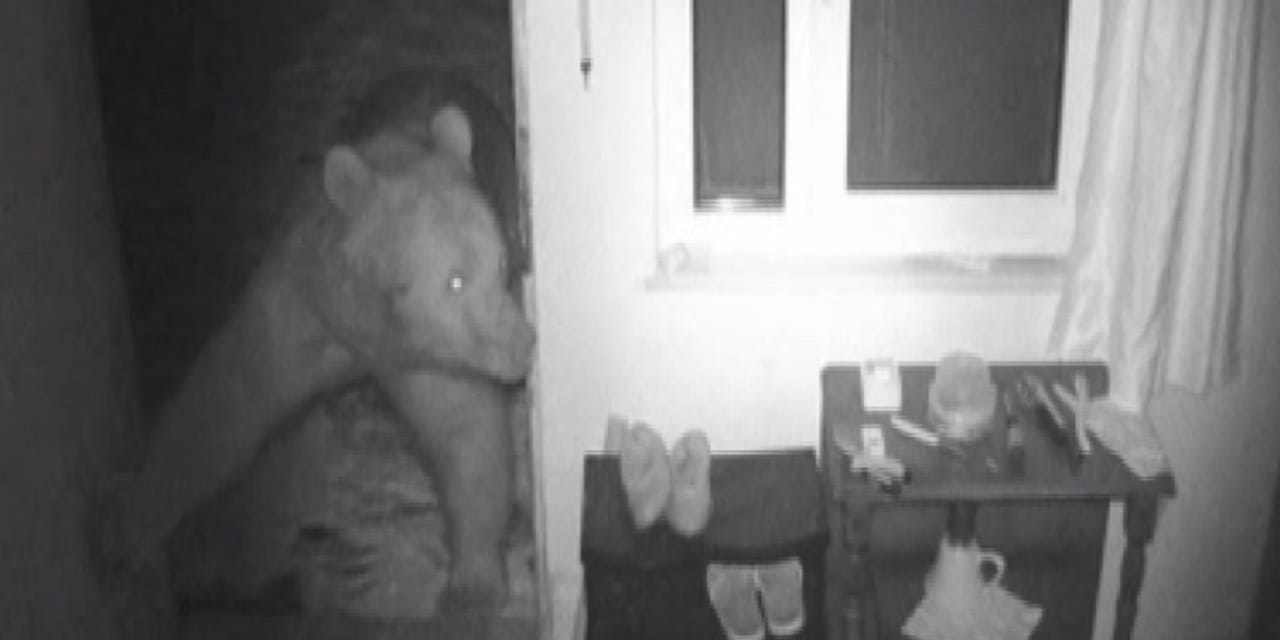 Ayılar kış uykusundan uyandılar: Yiyecek bulamayınca evlere girdiler