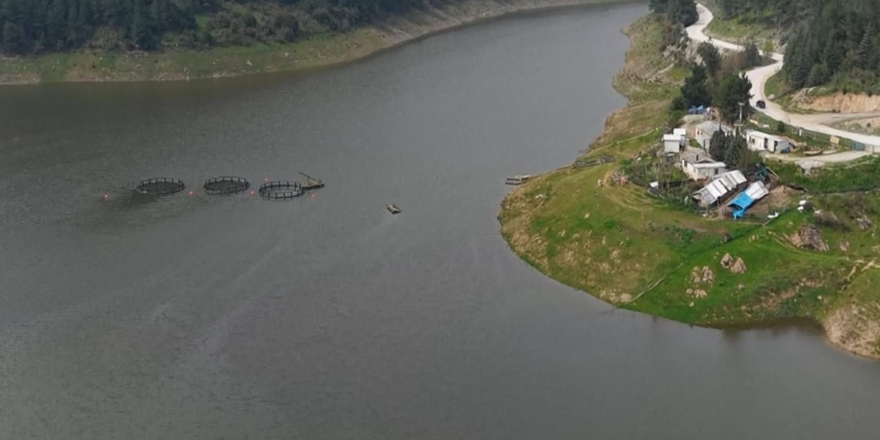 Koyunlar otluyordu, meraya dönmüştü: Demirtaş Barajı tamamen doldu