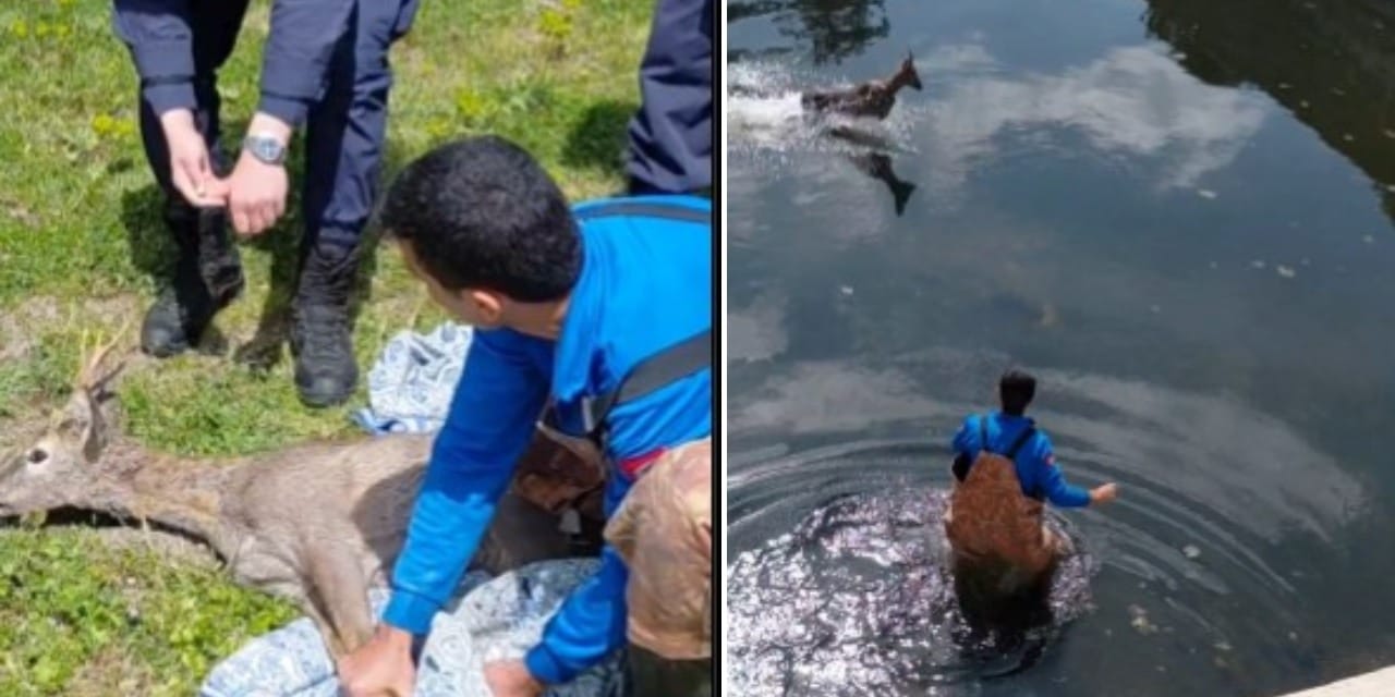 Samsun'da karaca seferberliği: Kanaldan çıkarılıp doğaya salındı