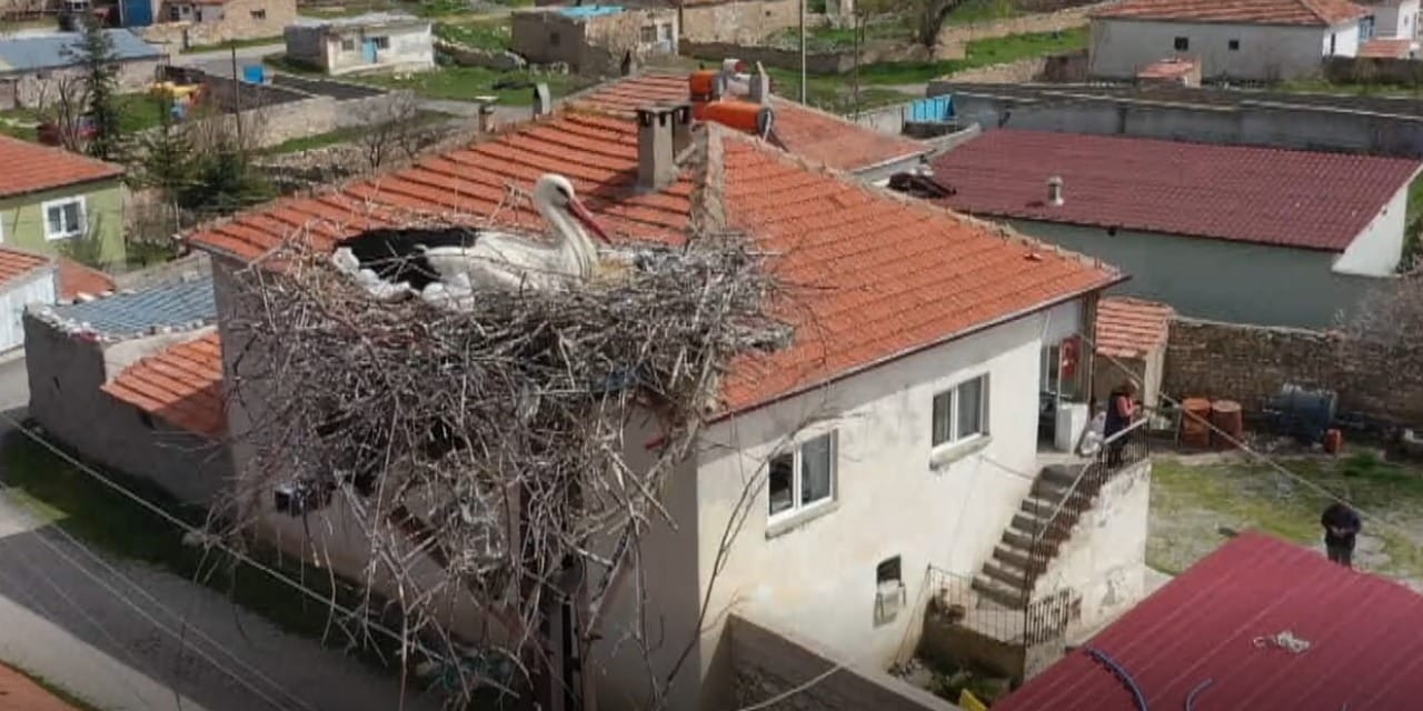 'Garip' ve 'Gurbet' leylekler 7 yıldır yollarını gözletiyor: Köyce izleniyor