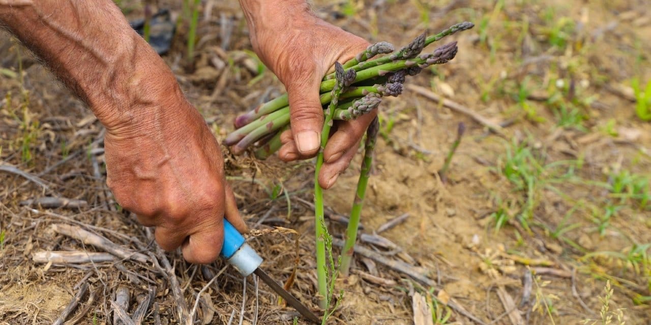 Bir kere ekiliyor, 15 yıl ürün veriyor: Üç ay süren hasadı tüm Türkiye ve dünyaya satıyorlar