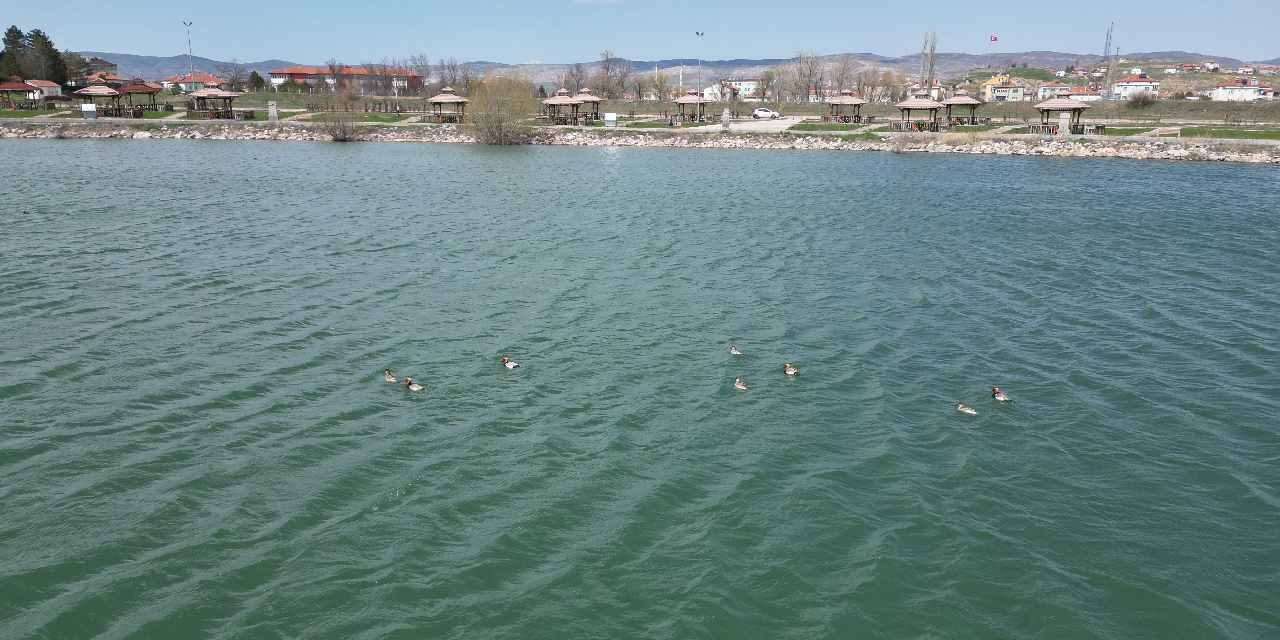 Sivas'ta ilk defa 8 tane birden görüntülendi: Sevinçle karşıladılar