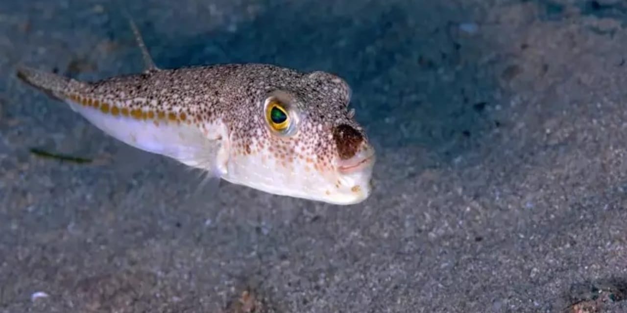 50 milyonluk ölümcül balık istilası kapıdan döndü!