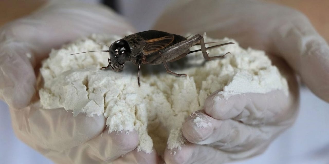 Bu unun yüzde 60'ı protein, ıspanaktan daha çok demir içeriyor ama tek bir kötü tarafı var