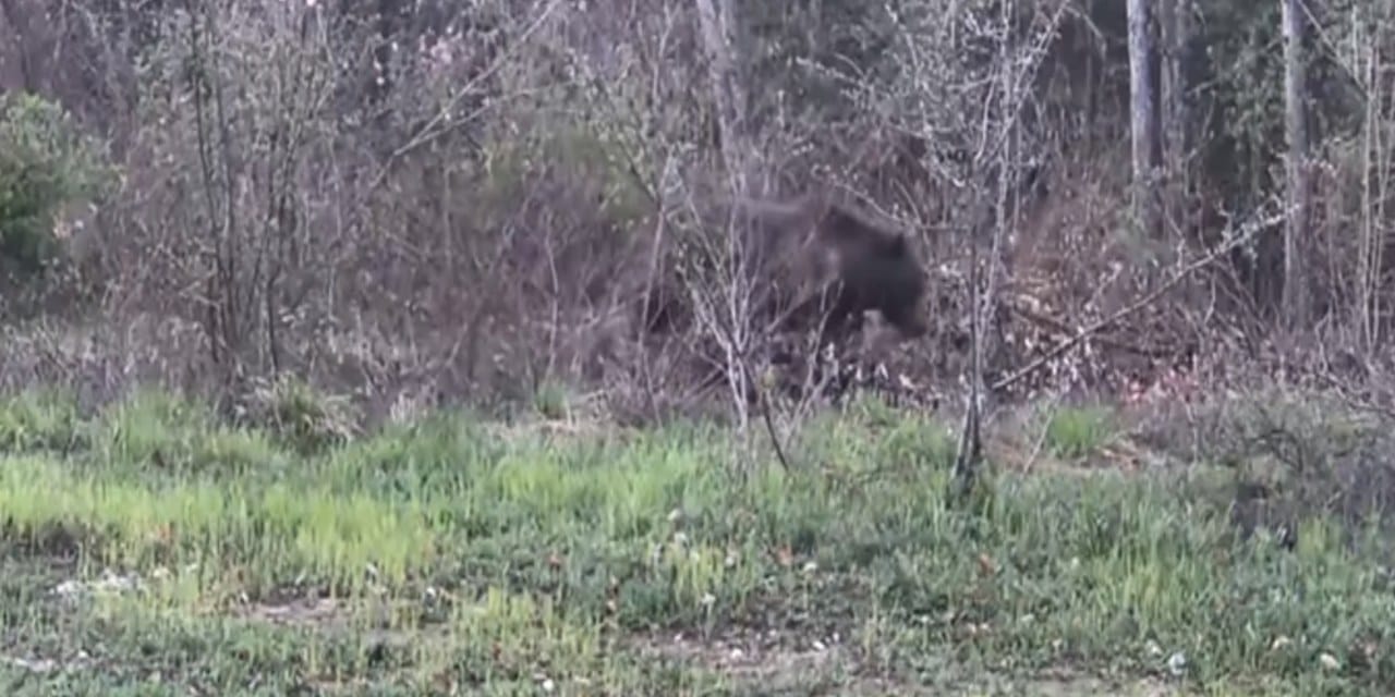 Vatandaş kayda bastı: Ayı, domuz ve gelincik kameraya yakalandı
