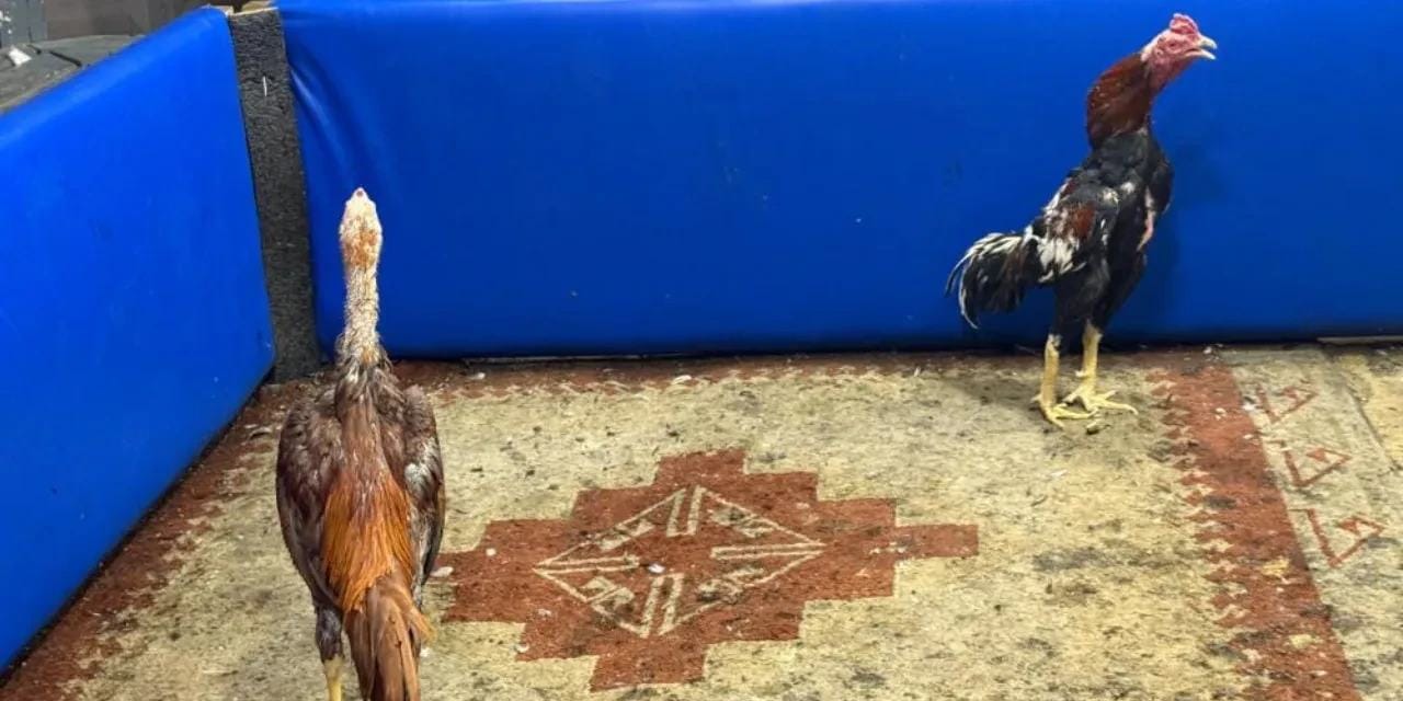 Kars'ta horoz dövüştürüp bahis yapan 23 kişi yakalandı