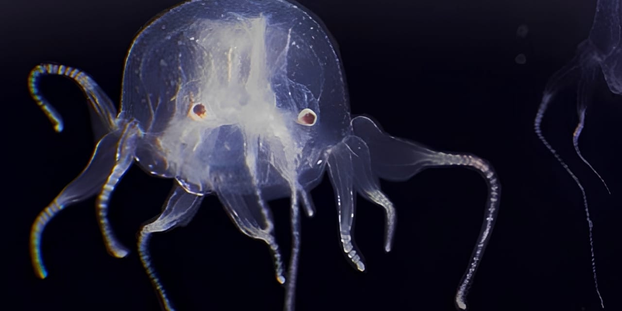 Sade 1,5 santimetre boyunda, 24 gözü var, beyni yok