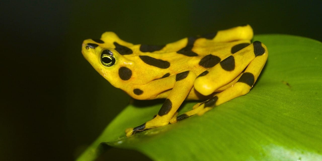 Panama'nın altın sembolü 17 yıl sonra özgürlüğe kavuşuyor