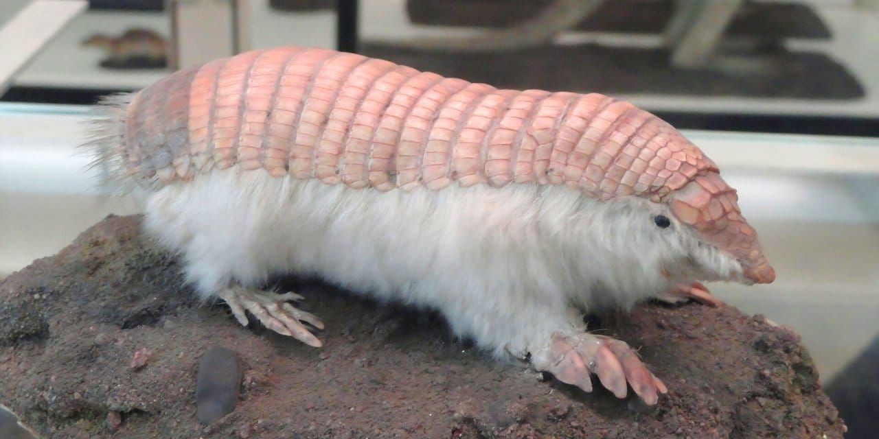 "Pembecik Peri" geri döndü