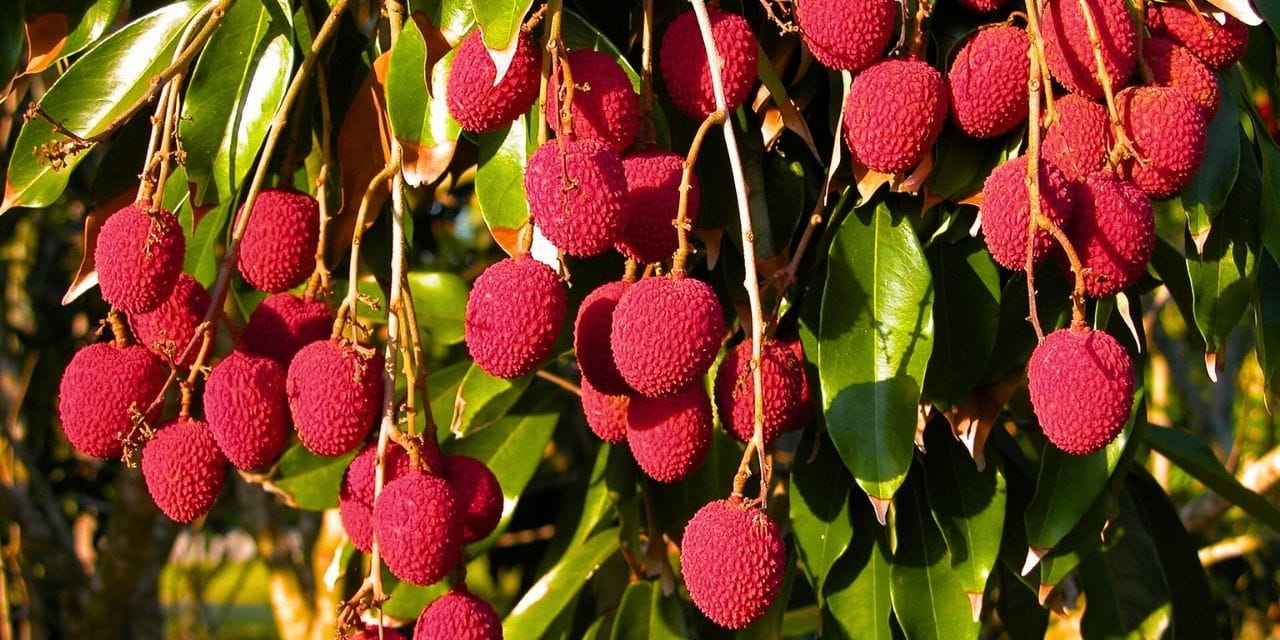 Vitamin deposu, kralların meyvesinin kilosu 720 TL, sadece Mersin'de yetişiyor