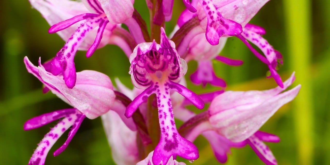 Koparmanın cezası 500 bin TL'yi geçiyor, tek hasatta çiftçiyi milyoner yapıyor