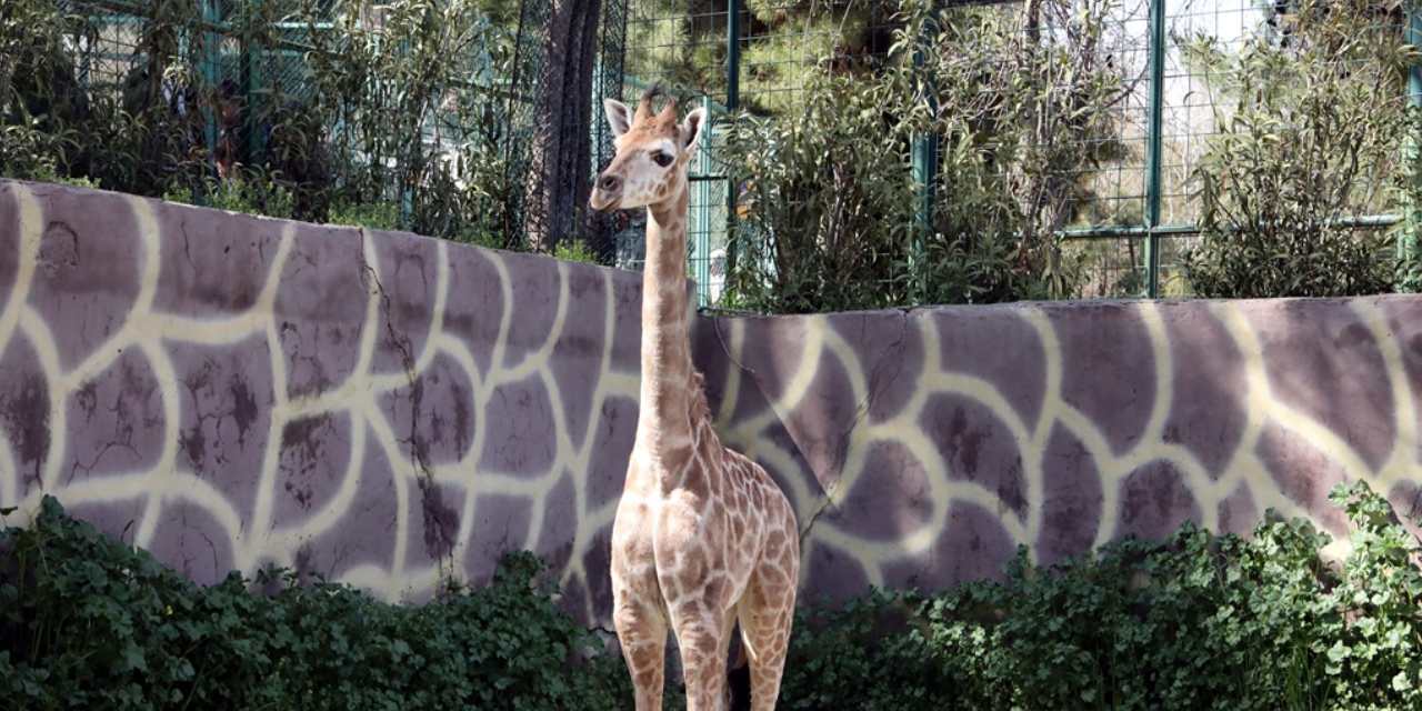 Türkiye’nin ilk zürafa yavrusunun adı anketle konacak