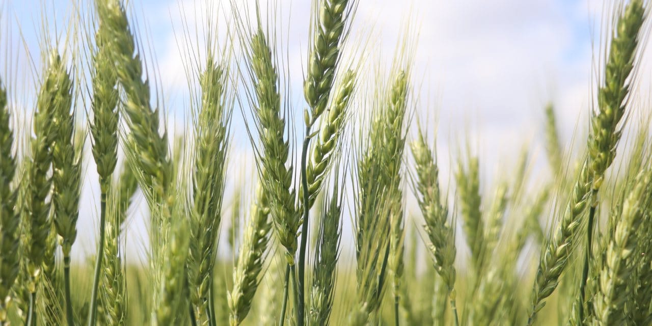 Buğdayda rekor yılı: Verimin 2 katına çıkması bekleniyor