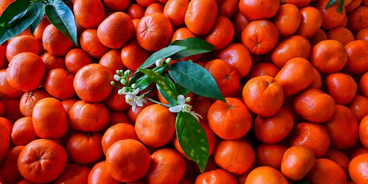 Irak'a 62 bin 403 ton gönderildi! Üç ayda 146,1 milyon dolar kazandırdı