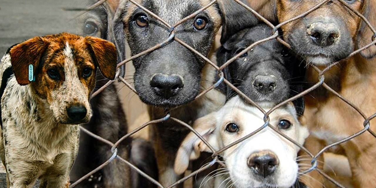 Kampüslerdeki köpekler öldürülecek! Hayvanseverler ve hukukçular ayakta