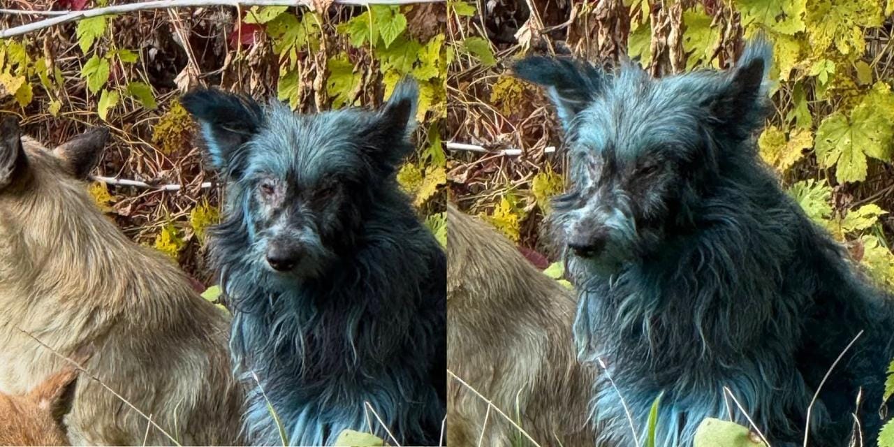 Felaketin 40. yılında Çernobil'in köpekleri maviye döndü