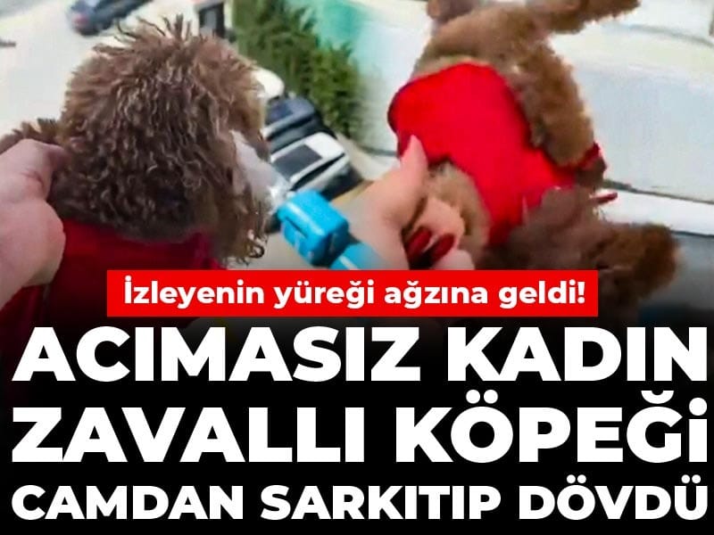 İzleyenin yüreği ağzına geldi! Acımasız kadın zavallı köpeği camdan sarkıtıp dövdü