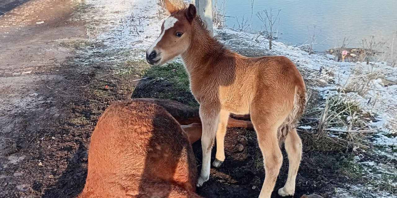 Ardahan'da yürek burkan anlar: Tay ölen annesinin başından bir an olsun ayrılmadı