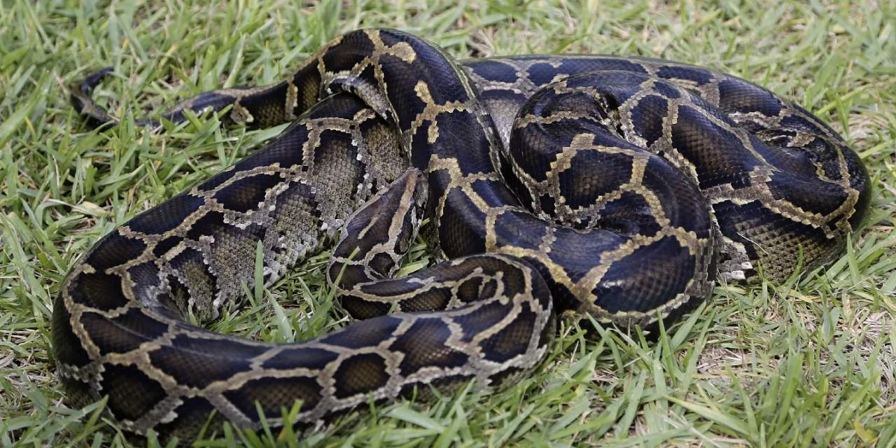 Gaziantep'te ikinci kez yakalandı: Piton dersine İbranice yazılmış